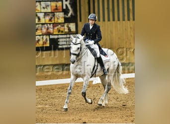 Andalusian, Stallion, 6 years, 15.2 hh, Gray-Dapple