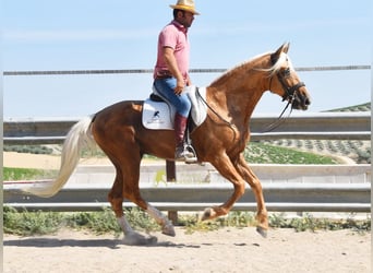 Andalusian, Stallion, 6 years, 15.2 hh, Palomino