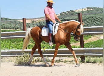 Andalusian, Stallion, 6 years, 15.2 hh, Palomino