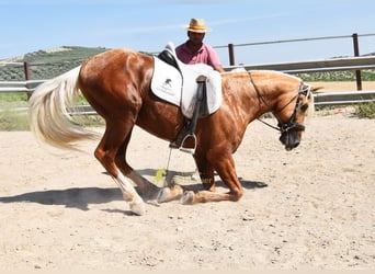 Andalusian, Stallion, 6 years, 15.2 hh, Palomino