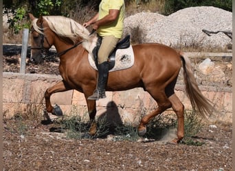 Andalusian, Stallion, 6 years, 15.2 hh, Palomino