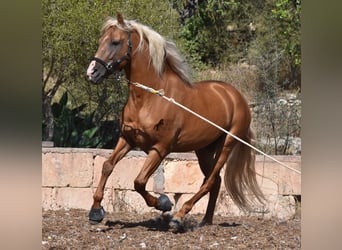 Andalusian, Stallion, 6 years, 15.2 hh, Palomino