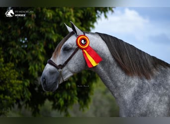 Andalusian, Stallion, 6 years, 15,3 hh, Gray