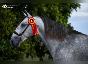 Andalusian, Stallion, 6 years, 15,3 hh, Gray