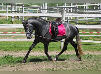 Andalusian, Stallion, 6 years, 15.3 hh, Grey