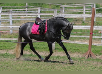 Andalusian, Stallion, 6 years, 15.3 hh, Grey