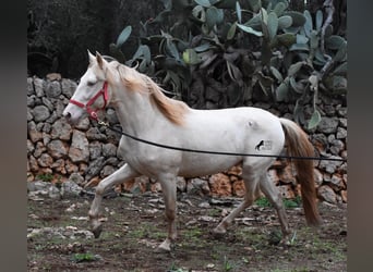 Andalusian, Stallion, 6 years, 15 hh, Perlino