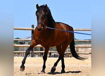 Andalusian, Stallion, 6 years, 15,1 hh, Brown