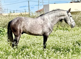 Andalusian, Stallion, 6 years, 15,2 hh, Grey-Dapple