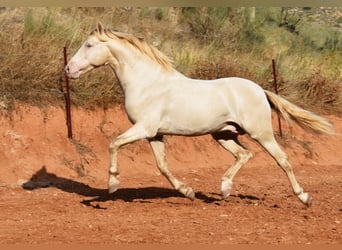 Andalusian, Stallion, 6 years, 15,2 hh, Pearl