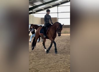 Andalusian, Stallion, 6 years, 16,1 hh, Brown