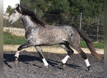 Andalusian, Stallion, 6 years, 16.1 hh, Gray