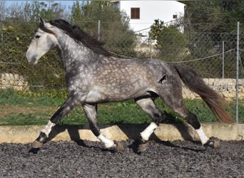 Andalusian, Stallion, 6 years, 16.1 hh, Gray
