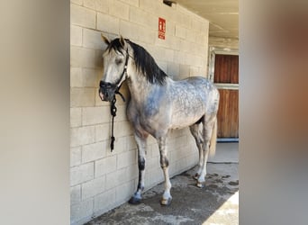 Andalusian, Stallion, 6 years, 16.1 hh, Grey