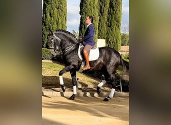 Andalusian, Stallion, 6 years, 16.2 hh, Grey-Blue-Tan