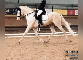 Andalusian Mix, Stallion, 6 years, 16,3 hh