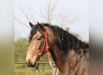 Andalusian, Stallion, 6 years, 16 hh, Buckskin