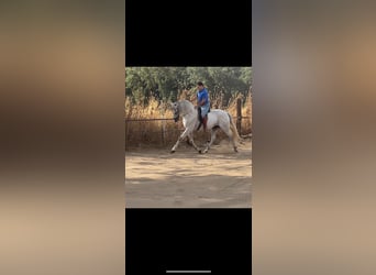 Andalusian, Stallion, 6 years, 16 hh, Gray