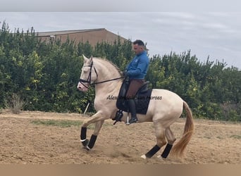 Andalusian, Stallion, 6 years, 16 hh, Perlino