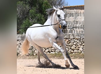 Andalusian, Stallion, 6 years, 16,1 hh, Gray