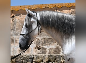 Andalusian, Stallion, 6 years, 16,1 hh, Gray