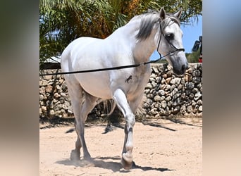 Andalusian, Stallion, 6 years, 16,1 hh, Gray