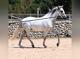Andalusian, Stallion, 6 years, 16,1 hh, Gray