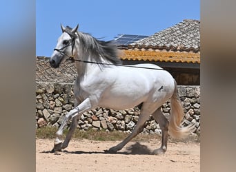 Andalusian, Stallion, 6 years, 16,1 hh, Gray