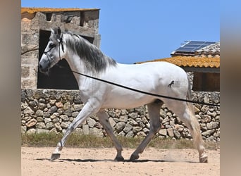 Andalusian, Stallion, 6 years, 16,1 hh, Gray