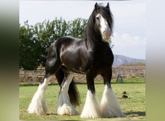 Andalusian, Stallion, 6 years, 17.1 hh, Black
