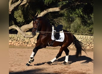 Andalusian, Stallion, 6 years, 17,2 hh, Brown