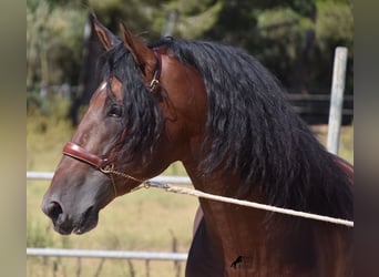 Andalusian, Stallion, 6 years, 17,2 hh, Brown