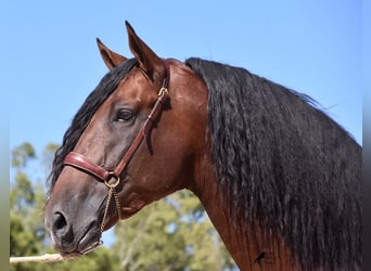 Andalusian, Stallion, 6 years, 17,2 hh, Brown