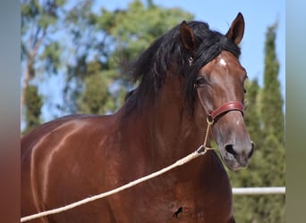 Andalusian, Stallion, 6 years, 17,2 hh, Brown