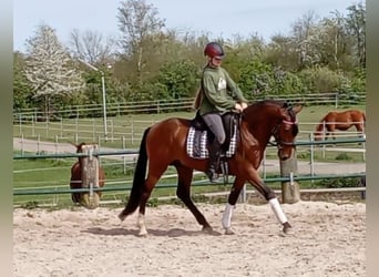 Andalusian, Stallion, 7 years, 14.2 hh, Brown