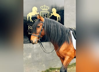 Andalusian Mix, Stallion, 7 years, 14.2 hh, Brown