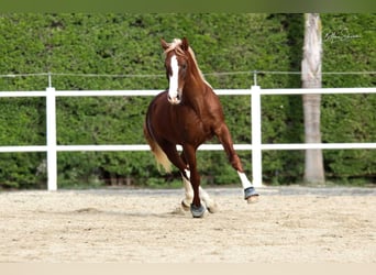 Andalusian, Stallion, 7 years, 15,1 hh, Chestnut