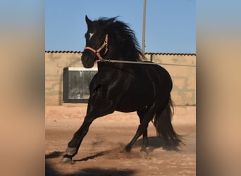 Andalusian, Stallion, 7 years, 15.2 hh, Black