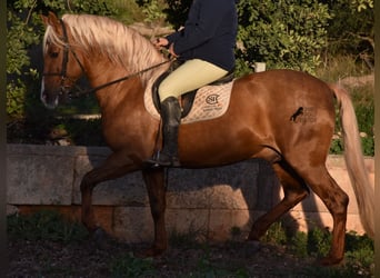 Andalusian, Stallion, 7 years, 15.2 hh, Palomino