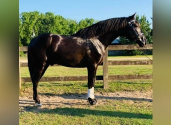 Andalusian, Stallion, 7 years, 15.3 hh, Black