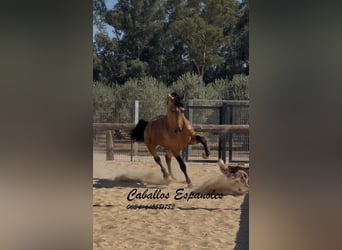 Andalusian, Stallion, 7 years, 15,2 hh, Dun