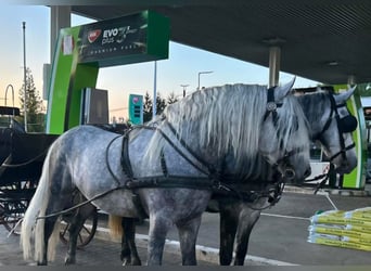 Andalusian Mix, Stallion, 7 years, 15,2 hh, Gray