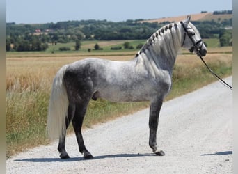 Andalusian, Stallion, 7 years, 15,2 hh, Gray