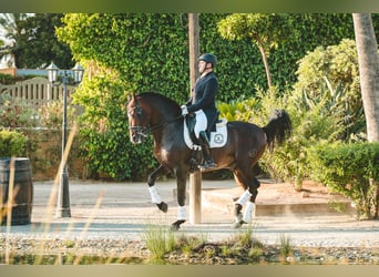 Andalusian, Stallion, 7 years, 15,3 hh, Bay-Dark