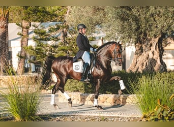 Andalusian, Stallion, 7 years, 15,3 hh, Bay-Dark