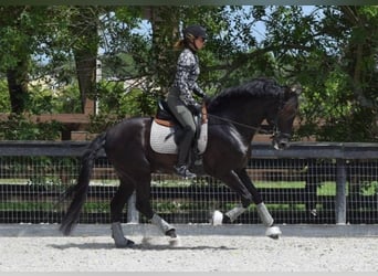 Andalusian, Stallion, 7 years, 15,3 hh, Black