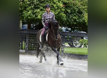 Andalusian, Stallion, 7 years, 15,3 hh, Black