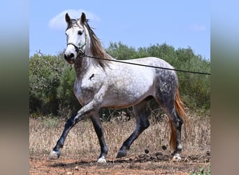 Andalusian, Stallion, 7 years, 16.2 hh, Grey
