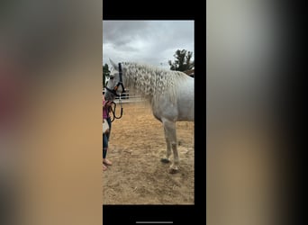 Andalusian, Stallion, 7 years, 16.2 hh, White