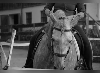 Andalusian, Stallion, 7 years, 16 hh, Can be white